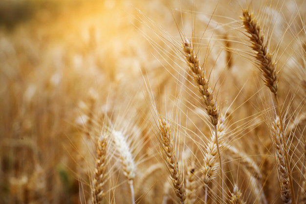 Trigo en un campo. Imagen de archivo 