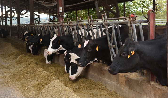 La vaquería de Noviercas no podrá empezar a funcionar sin información pública ni informes