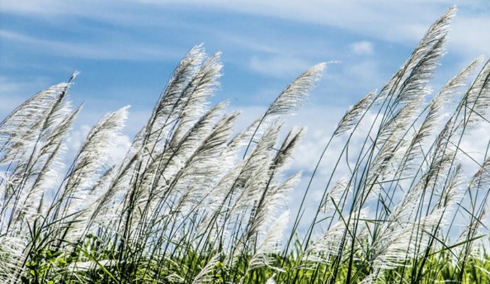 Liceras registra la ráfaga de viento más rápida este miércoles con 83 km/h