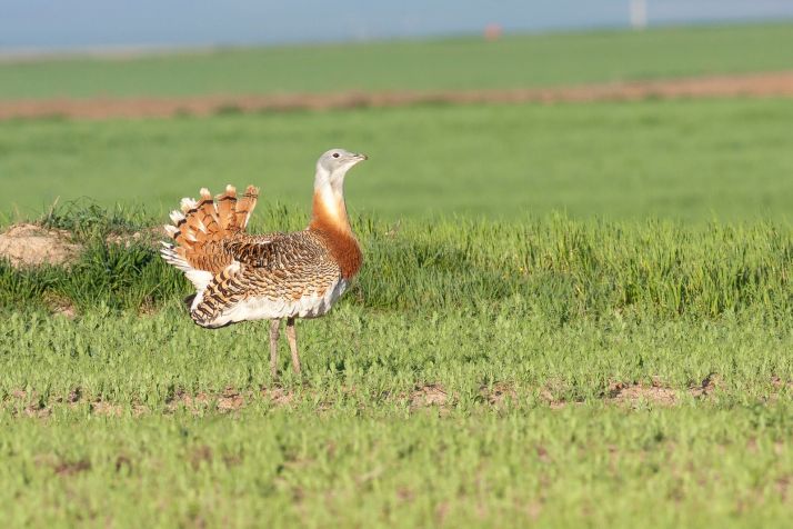 La población de avutarda de Castilla y León crece un 12,5 % en los diez últimos años