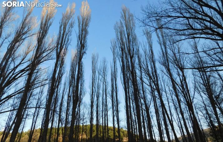 El Gobierno modificará el ámbito de actuación para la conservación del olmo ibérico