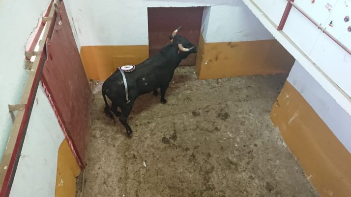 Secuencia de imágenes: La Cuadrilla Santiago logra colocar su insignia sanjuanera en el lomo del morlaco 