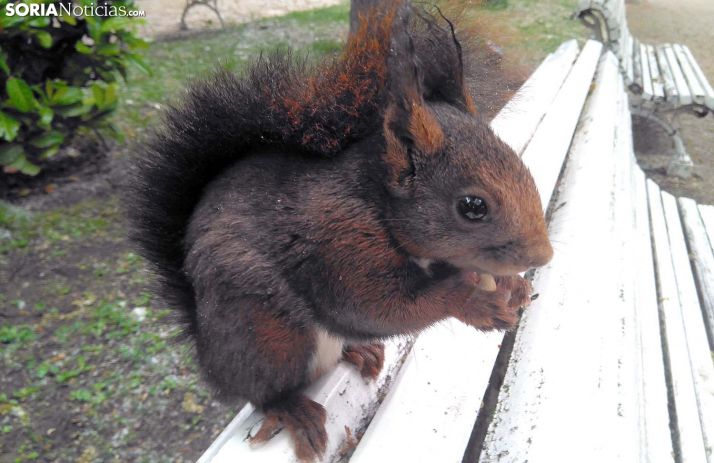 Una ardilla de la Dehesa esta mañana de miércoles. /SN
