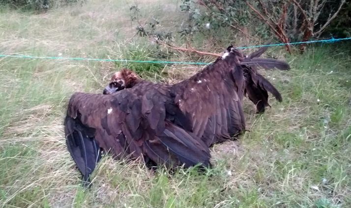 El ave antes de ser rescatada. /Jta.