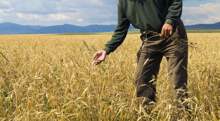 Un estudio aboga por márgenes más anchos para proteger los cereales de malas hierbas
