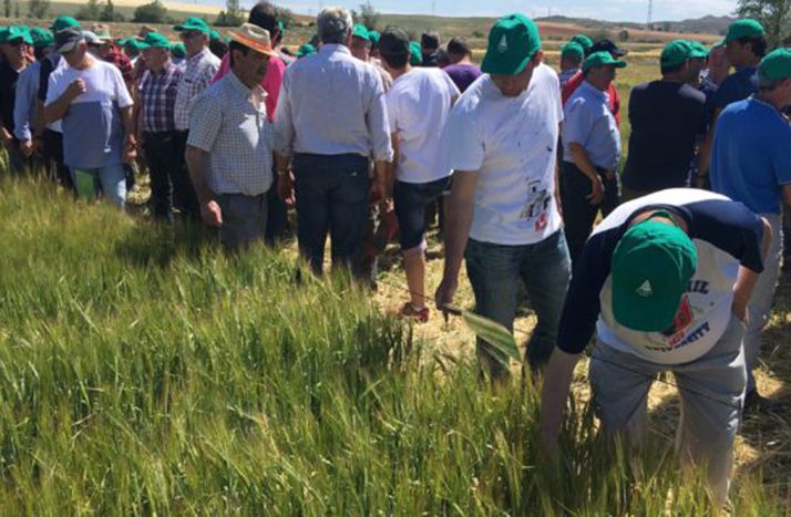 Agricultores examinan un cultivo en los campos experimentales. /ASAJA