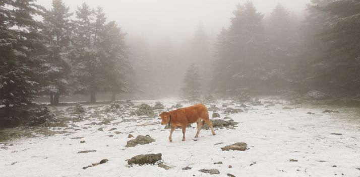 Una de las imágenes con las que despertaba Urbión este viernes. /AS