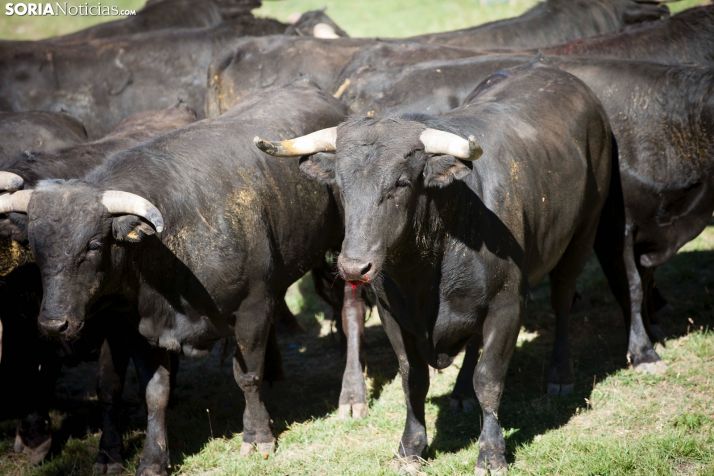 Galería: Desencajonamiento muy participativo en una mañana veraniega