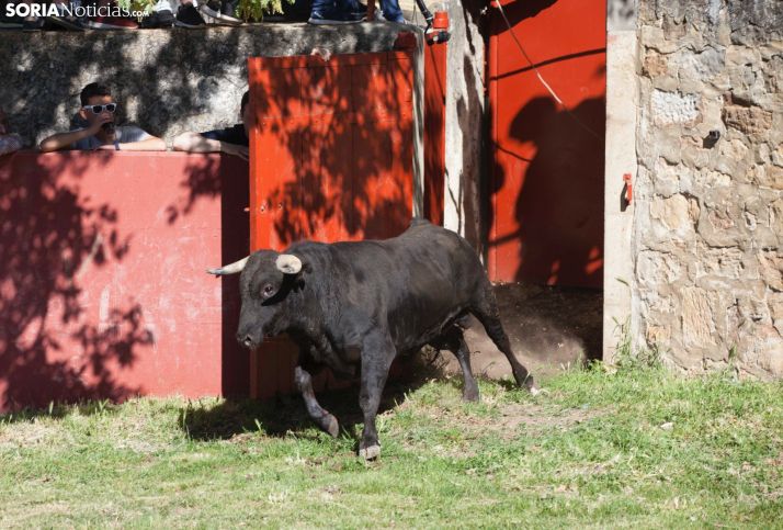 Sorteados los lotes de los novillos de San Juan 2019