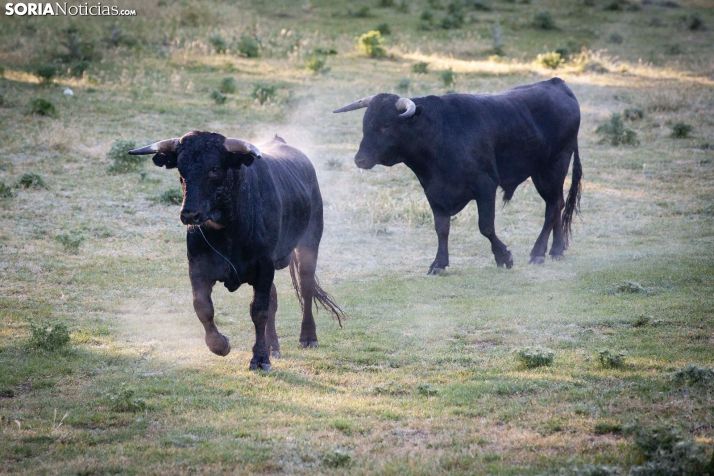 Lavalenguas 2019. María Ferrer