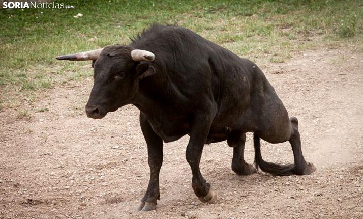 Un novillo en el Lavalenguas con evidente merma de facultades. /SN