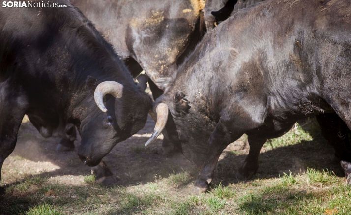 Conoce el estado de los novillos a una semana de La Saca