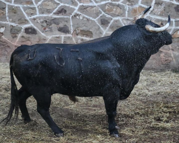 Los toros de Salvador Domecq para el cartel estrella de la feria taurina de Soria ya están en la plaza de San Benito