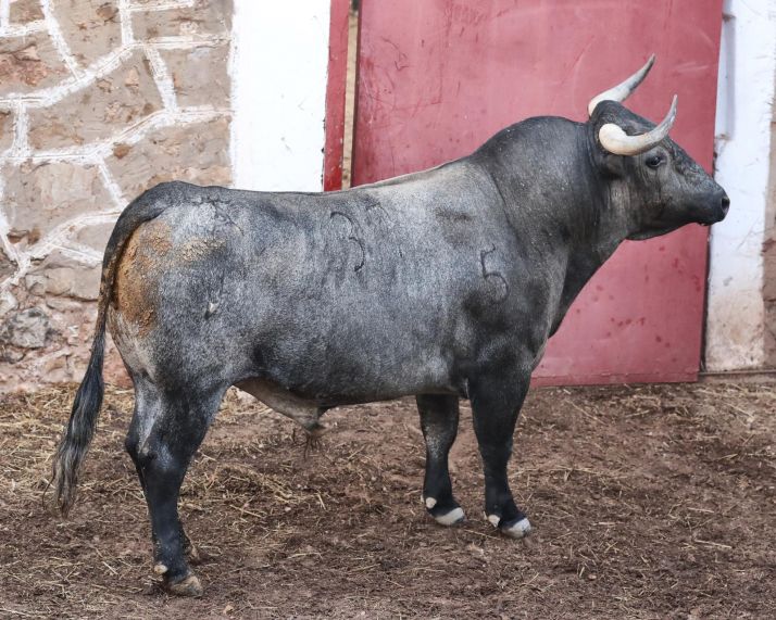 Desembarcan los morlacos del Sábado Agés en el Coso de San Benito