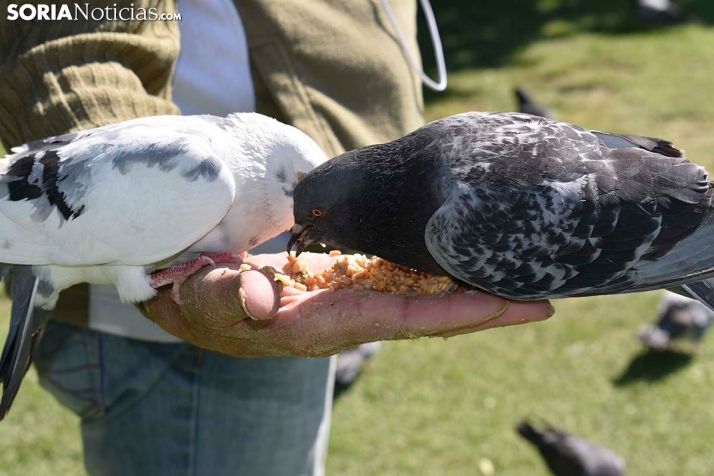La curiosa historia del soriano que susurraba a los pichones
