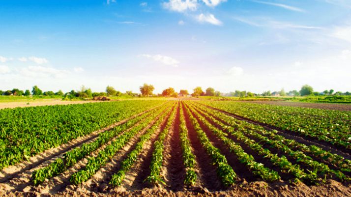 CyL recibe 39,1 M&euro; para desarrollo rural, impulsar el sector vitivinícola y mejorar la sanidad vegetal y animal