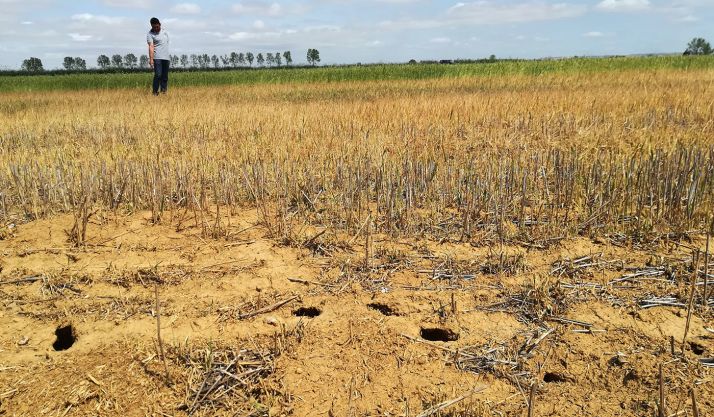 Huras de topillo y cereal asolado por estos animales. 