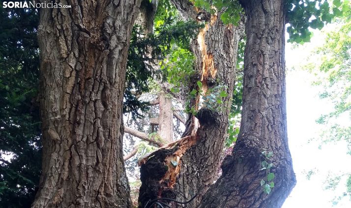 Un rayo desgaja un olmo de La Dehesa