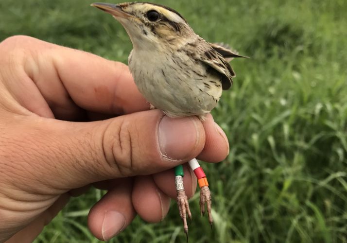 El ave tras ser capturada en el país báltico. 