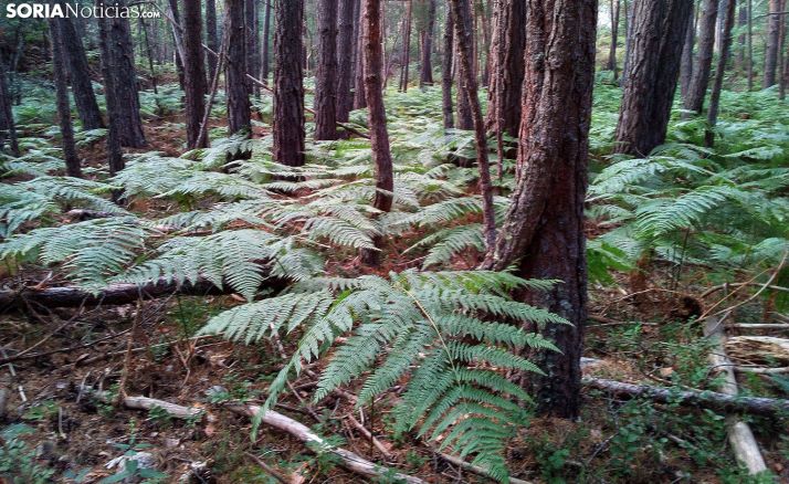 Helechos entre pinos en el término de Duruelo. / RV-SN