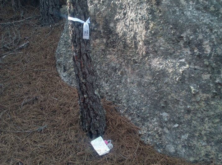 Segundo día de entrenamientos en la fiesta de la Orientación en Pinares