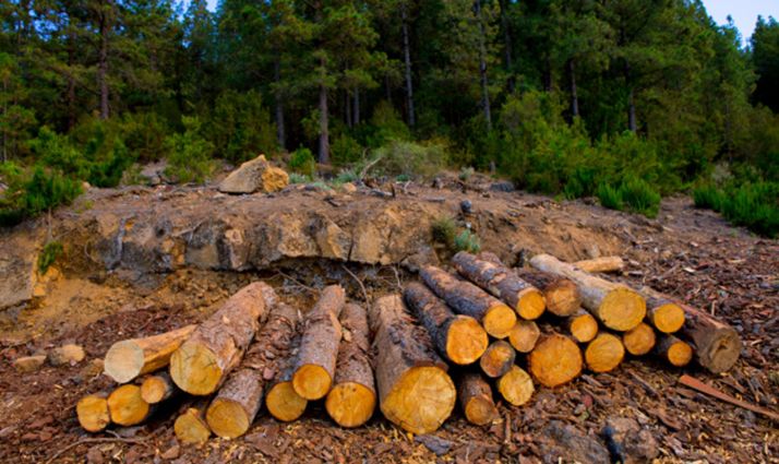 Santa María de las Hoyas licita madera por 34.300 euros