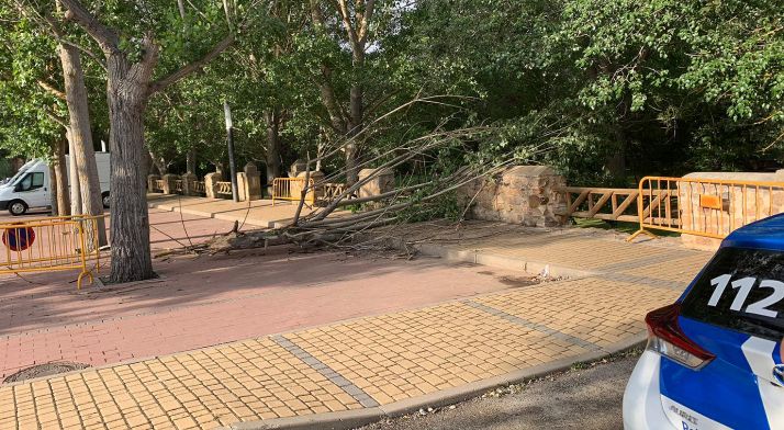 Una imagen del olmo dañado en San Prudencio. /Ayto.