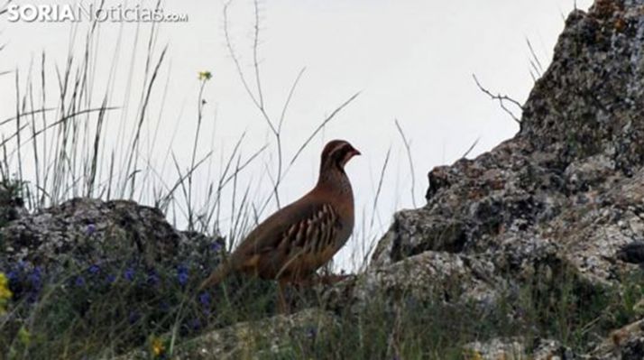 El TSJCyL rechaza el desistimiento de la Junta en su recurso contra la suspensión cautelar del Decreto de Caza