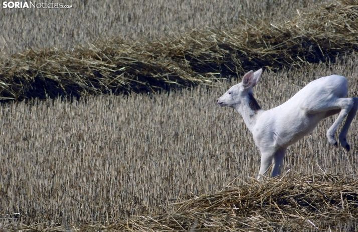 Una imagen del raro ejemplar. /Víctor F. Calavia