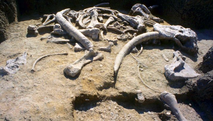 Defensa y cráneo de elefante en el yacimiento de Ambrona. /Jta.