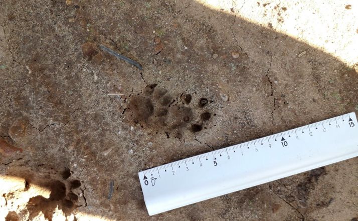 Este viernes, charla sobre rastreo de animales en Madruédano