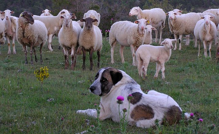 Un ejemplar de mastín cuidando ganado ovino. /WWF