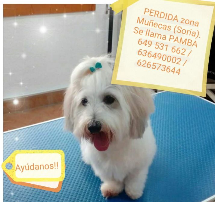 Pamba, la perrita extraviada. 