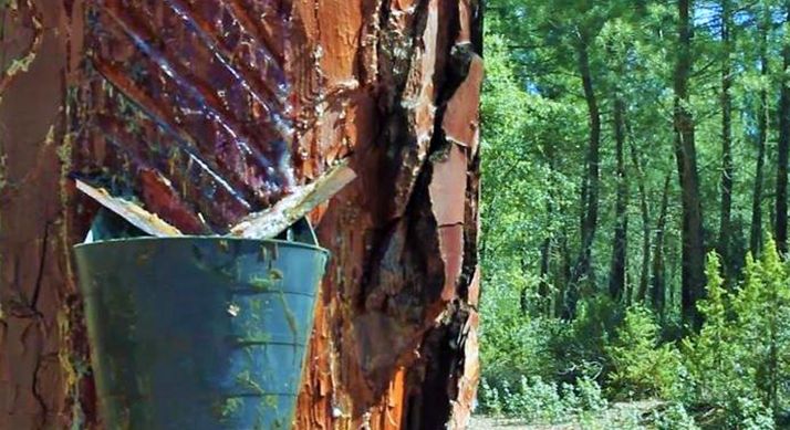 El sector de la resina también se ve beneficiado. /Ayto. Tardelcuende