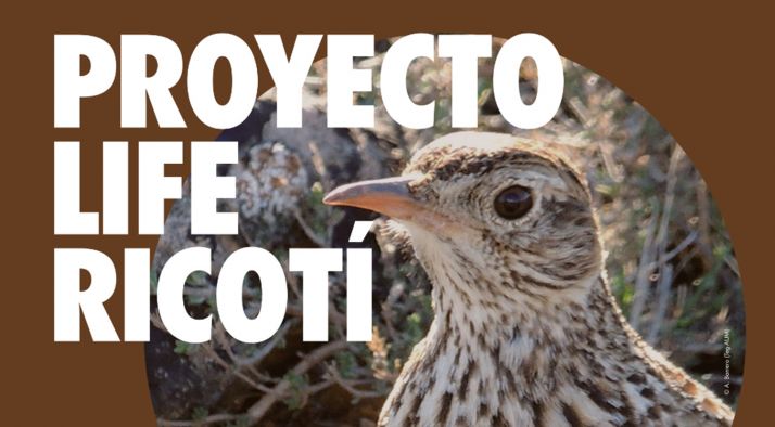 El lunes arrancan en Medinaceli las charlas provinciales sobre la alondra ricotí