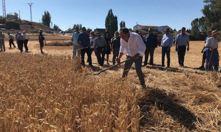 Nepas presume de tradición agrícola con la Jornada de la Siega Antigua