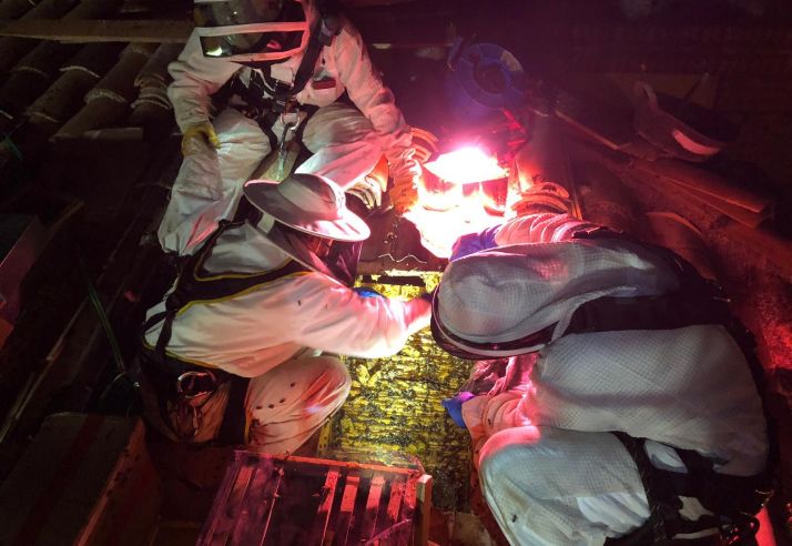 Más de 4 horas de trabajo para retirar un enjambre de 25 kilos en Almazán