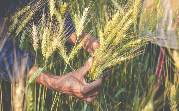UPA pide a la Junta presupuestos para los nuevos productores en ecológico