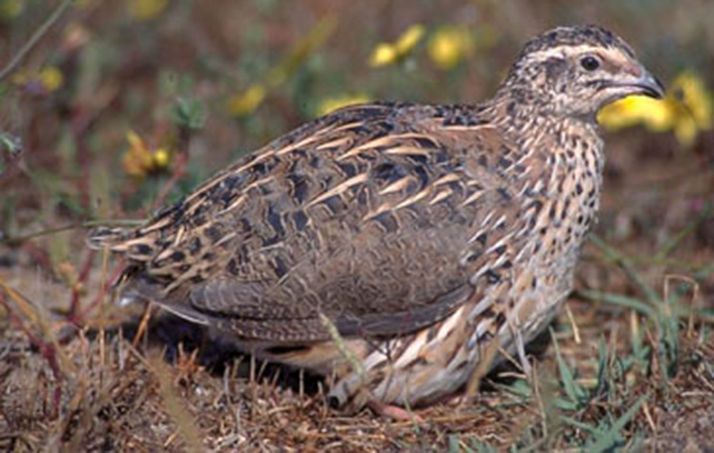 Un ejemplar de codorniz. 