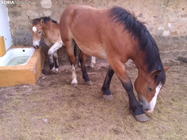Queda inaugurada la XI Feria Ganadera de Soria