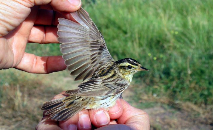 Un ejemplar de este ave antes de su anillamiento por SEO-Soria. /SEO-Soria