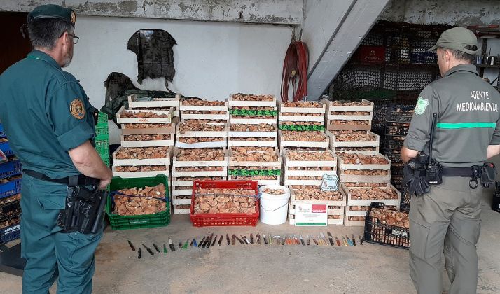 Una imagen de los níscalos decomisados en Matas de Lubia. /Jta.