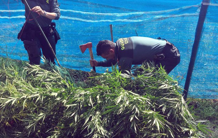 Agentes de la Guardia Civil en la plantación. /Subdelegación