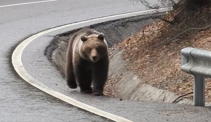 Un oso transitando por una carretera. /Silviu Chiriac