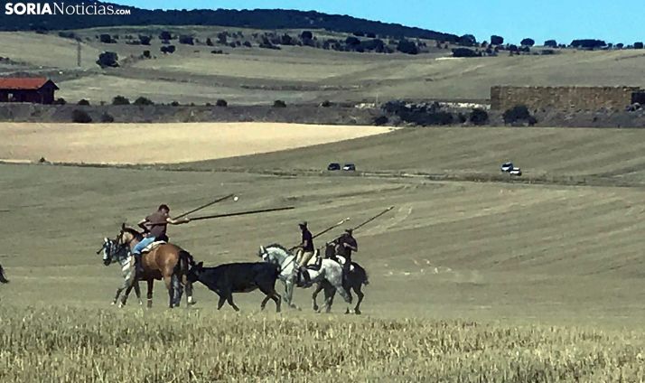 Una imagen de la Saca olvegueña de este sábado. /SN