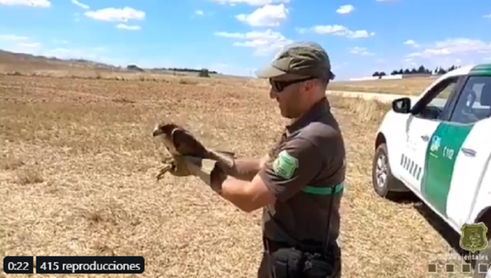 VÍDEO: Un niño de Benamira salva la vida a un águila calzada