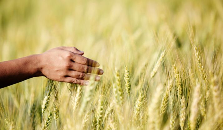 Descubren un gen para la resistencia a la sequía en cebada