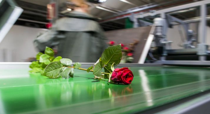 Una flor en el proceso productivo de la planta garreña. 