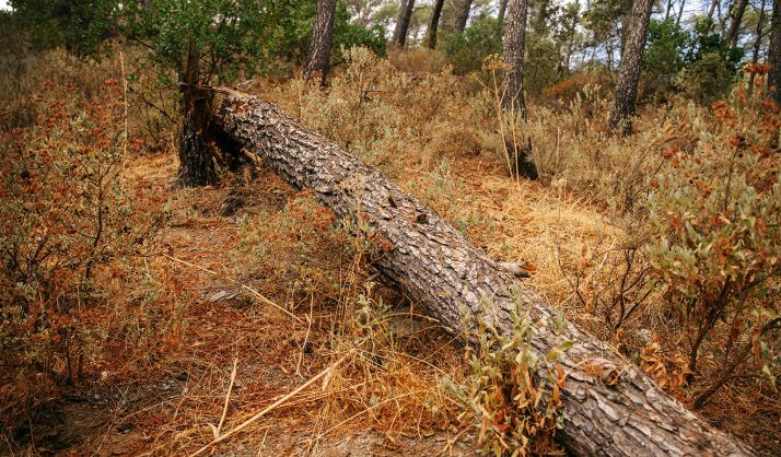 Un pino caído en un bosque. 