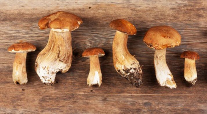 Fuentecantos estrena sus jornadas micológicas este fin de semana